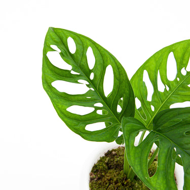 Monstera Acuminata
