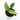Monstera Siltepecana