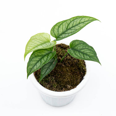 Monstera Siltepecana