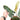 Philodendron Atabapoense