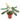 Philodendron Atabapoense