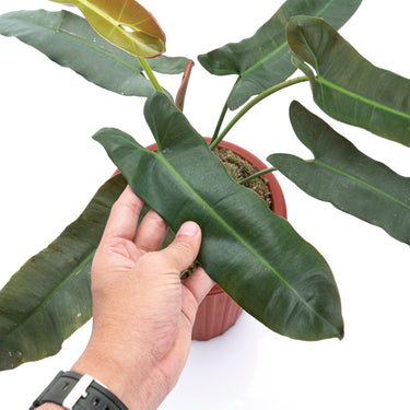 Philodendron Atabapoense