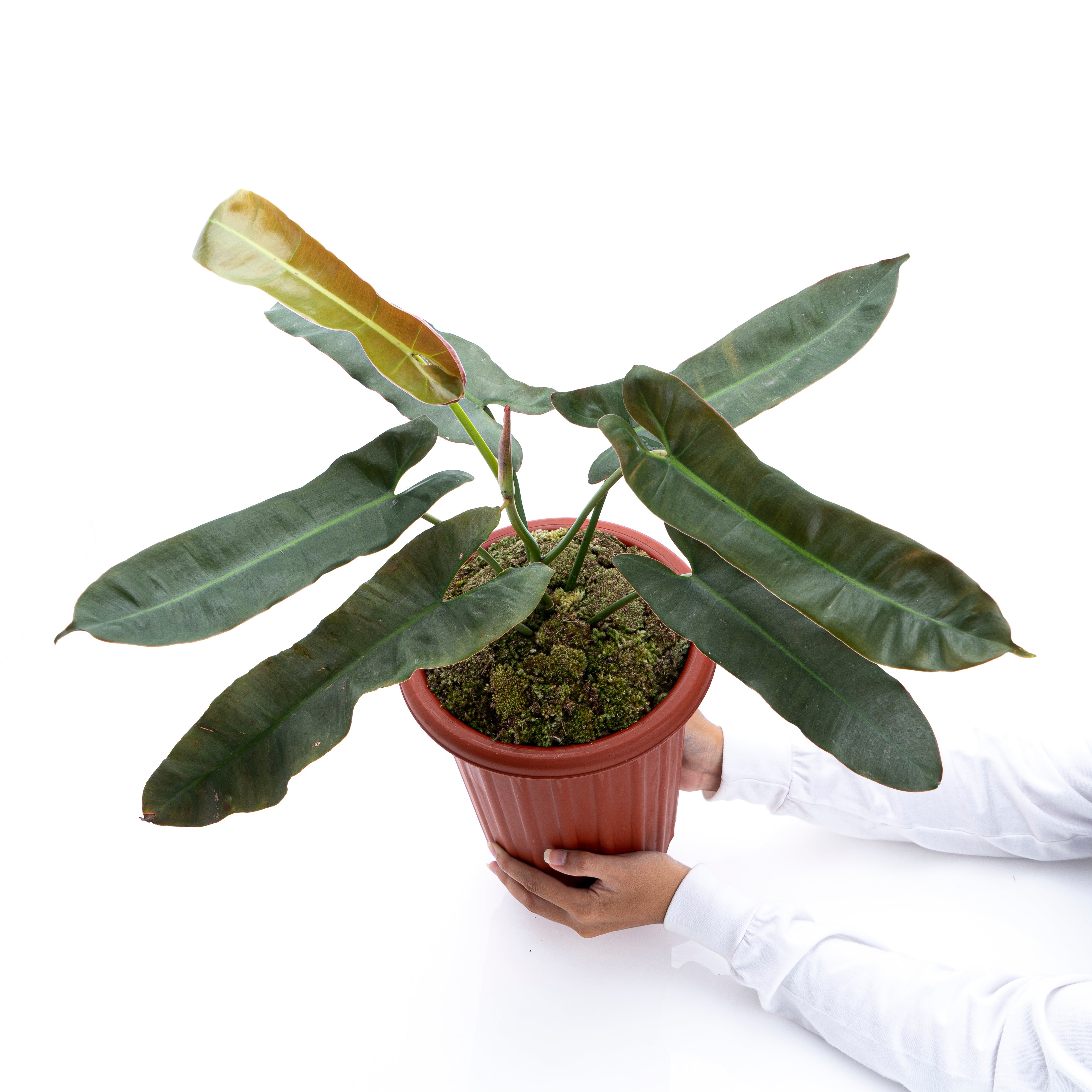 philodendron atabapoense care Philodendron Atabapoense