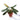 Philodendron Atabapoense