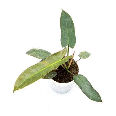 Philodendron Atabapoense