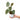 Philodendron Brandtianum