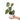Philodendron Brandtianum