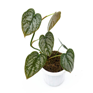 Philodendron Brandtianum