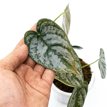 Philodendron Brandtianum
