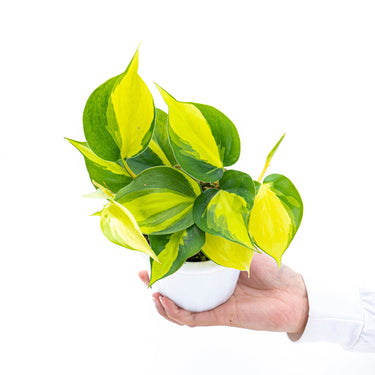 Philodendron Hederaceum Variegated - Brasil