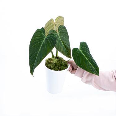 Philodendron Glorious