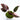 Philodendron Pink Princess