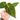 Anthurium papillilaminum X Magnificum Verde - Plantstop.us