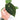 Anthurium papillilaminum X Magnificum Verde - Plantstop.us