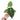 Anthurium papillilaminum X Magnificum Verde - Plantstop.us