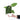 Anthurium papillilaminum X Magnificum Verde - Plantstop.us