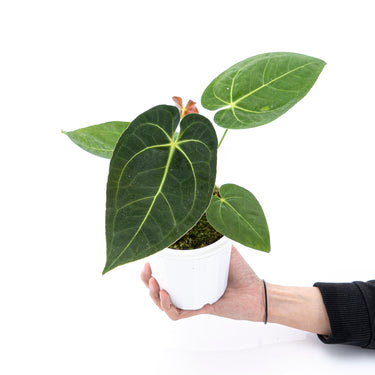Anthurium papillilaminum X Magnificum Verde - Plantstop.us