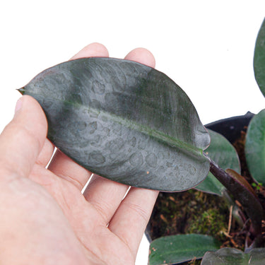 Philodendron Black Cardinal