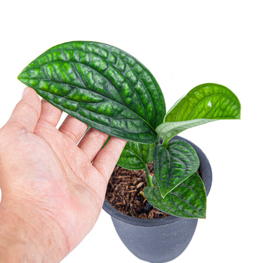 Monstera Karstenianum