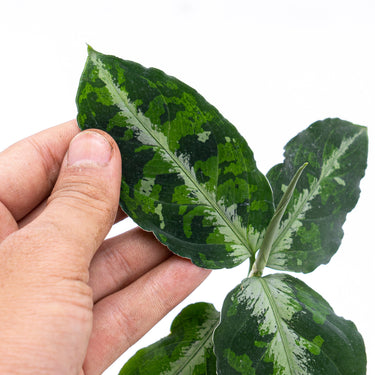 Aglaonema Pictum Tricolor - Plantstop.us