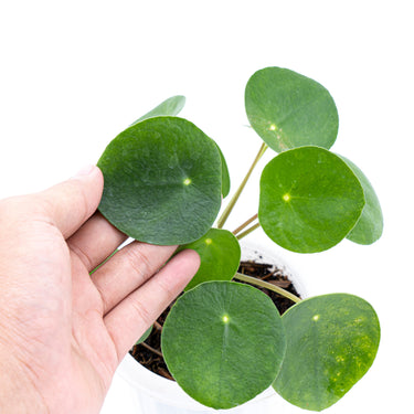 Pilea