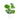 Pilea