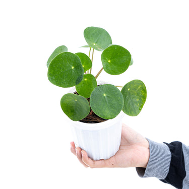 Pilea