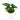 Syngonium Wenlandii
