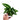 Syngonium Wenlandii