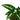 Syngonium Wenlandii