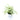 Syngonium White Narrow