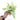 Syngonium White Narrow