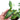 Syngonium Podophyllum Three Kings