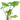 Syngonium Podophyllum Three Kings