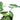 Syngonium Podophyllum Three Kings