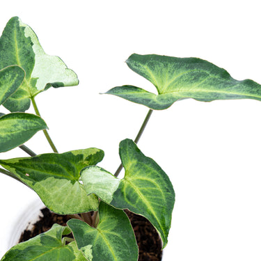 Syngonium Podophyllum Three Kings