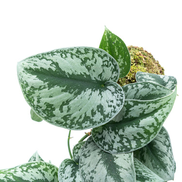 Scindapsus Exotica Long Size