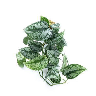 Scindapsus Exotica Long Size