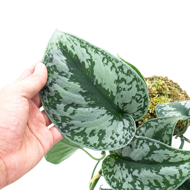Scindapsus Exotica Long Size
