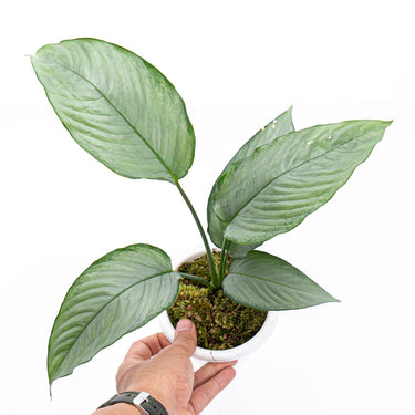 Homalomena Schismatoglottis Silver