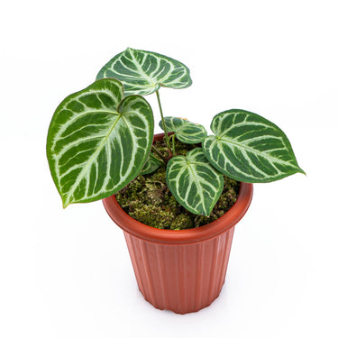 Anthurium Silver Blush