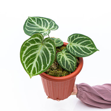 Anthurium Silver Blush