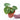 Anthurium Silver Blush