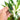 Spathiphyllum Variegated