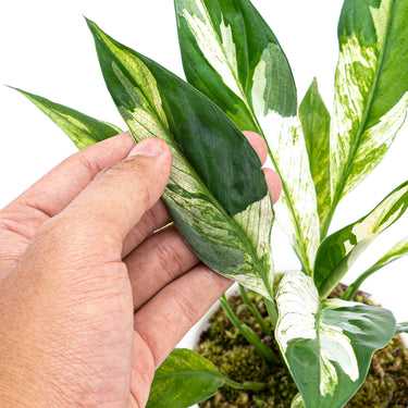 Spathiphyllum Variegated