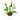 Spathiphyllum Variegated