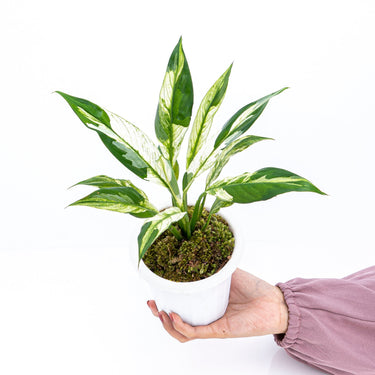 Spathiphyllum Variegated