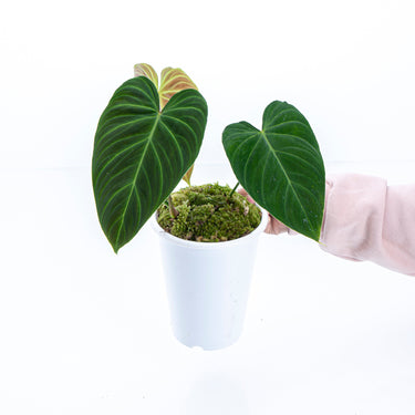 Philodendron Splendid ( Melanochrysum x Verrucosum )