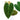 Philodendron Splendid ( Melanochrysum x Verrucosum )