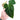Philodendron Splendid ( Melanochrysum x Verrucosum )